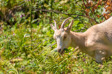 white goat eating green leaves
