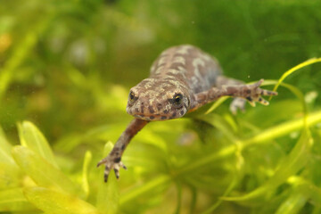 Frontal closeup of an aquatic female  alpine salamander, Ichthyosaura alpestris veluchiensis