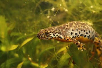 Lateral closeup of an aquatic female  alpine salamander, Ichthyosaura alpestris veluchiensis