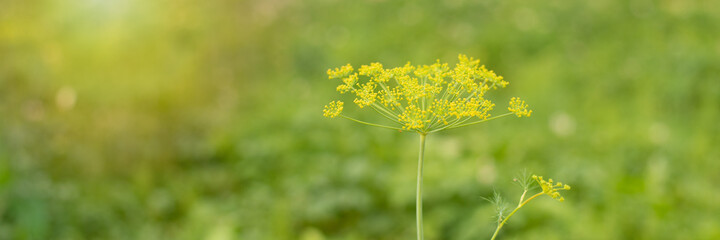 Dill plant and flower as green background