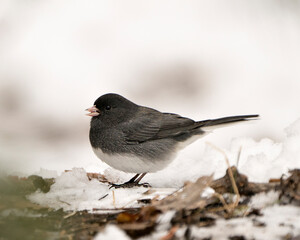 Junco Stock Photo. Standing on snow and brown leaves feeding with a blur white background and enjoying its environment and habitat in the forest.