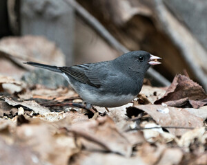 Junco Stock Photo. Standing on brown leaves feeding with a blur background and enjoying its environment and habitat in the forest.