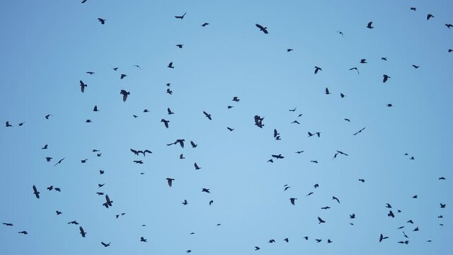 flock of birds flying in the sky crows. chaos of death concept. group of birds flying in the sky. black crows in a group circling against the sky. migration fly movement of birds from warm countries