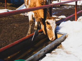 a cow drinks water from a tank on a farm