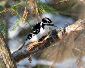 Woodpecker Stock Photos. Male close-up profile view perched on a tree branches with blur background in its environment and habitat. Image. Picture. Portrait.