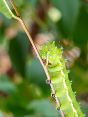 The caterpillar of the pear saturnia, feeds on the green mass of plants before pupating in the autumn period of the year.