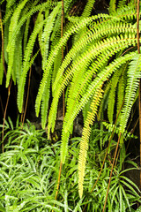 Fern leaves in the garden in winter