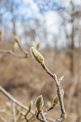 Magnolia flower bud in early spring against the blue sky. Magnolia tree in early spring with young flower buds