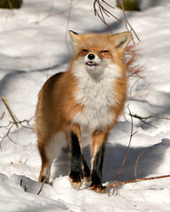 Red Fox Stock Photos. close-up profile view in the forest in the winter season showing its teeth, smiling face, fur in its habitat and environment with a snow background. Fox Image. Picture. Portrait.