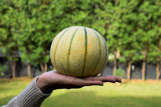 Female holding Indian muskmelon fruit in hand. Healthy organic fruit and vegetable farm fresh on nature outdoors background. Cantaloupe or kharbooja yellow with green verticle stripes. Asian fruits