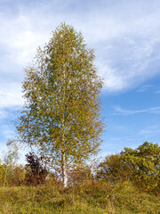 Fototapeta premium Autumn, trees in yellow decoration, warm colors of colors in nature on the edge of the forest sunny day.
