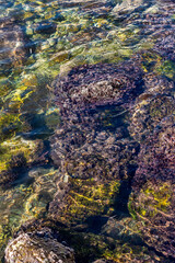 Algae in the adriatic sea