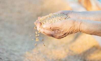 grandmother's hands sift ripe wheat