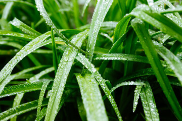 Fresh green leafs with dew drops close up. Water driops on the fresh leafs after rain. Light morning dew on the green leafs.