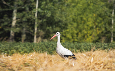 stork stands among the wheat field