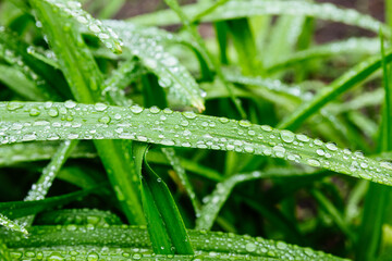 Fresh green leafs with dew drops close up. Water driops on the fresh leafs after rain. Light morning dew on the green leafs.