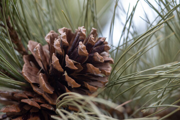 Naklejka na ściany i meble pine cones on the tree