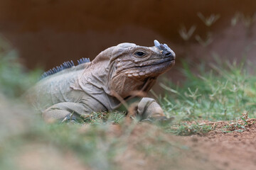 The rhinoceros iguana