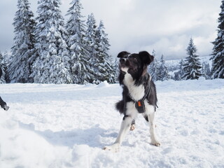 Border collie winter time