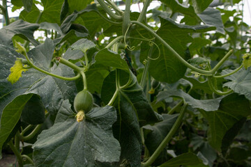 melon blossom and green leaves in a greenhouse