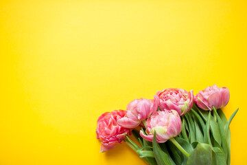Beautiful delicate pink tulips on a bright yellow background. High quality photo