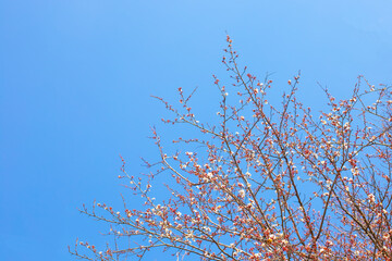 Blooming branches of fruit trees against the blue sky on a spring day. Atmospheric mood, garden aromas.