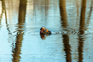 Mandarin duck swims in a pond 