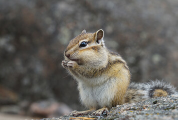 full-length portrait of a cute chipmunk on a rock