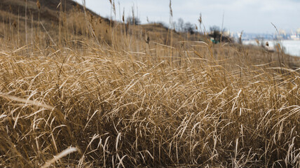 Golden grass on clay mountains