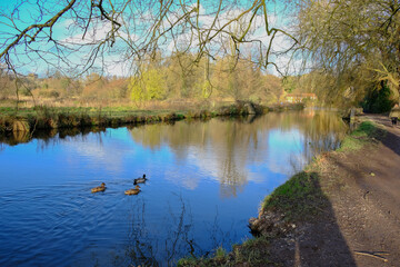 The river Itchen running through Winchester on a bright winter day after rain with ducks.