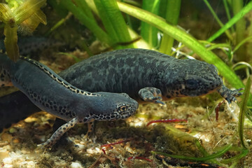 A male Greek alpine new, Ichthyosaura alpestris veluchiensis, approaching a female in to court