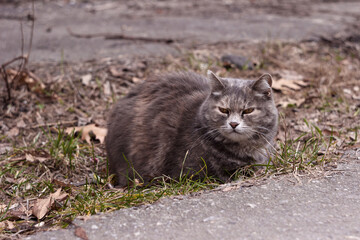Naklejka na ściany i meble An adult gray-brown cat sits in a pit on an asphalt road. Pet is resting
