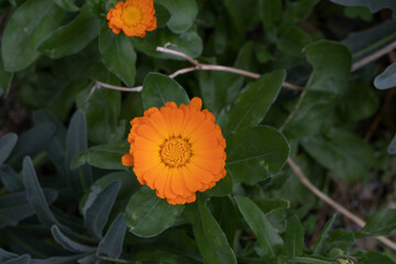 beautiful flower with orange colored petals and blurred background