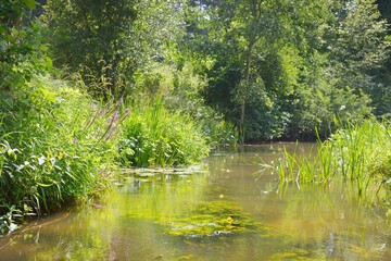 River in a green summer forest. Germany. Natural habitat for American spiny-cheek high crayfish Orconectes Limosus. Nature, wildlife, zoology, biology, ecosystems, environmental conservation - obrazy, fototapety, plakaty