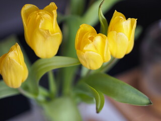 Yellow tullips