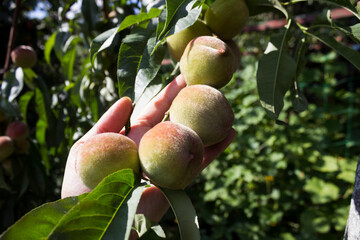 A woman's hand holds a branch with a ripe growing peach. Fruit in the garden, background