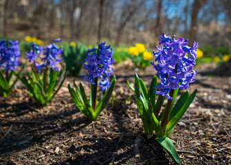 spring flowers in the spring