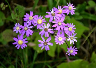 Beautiful flowers in the big garden