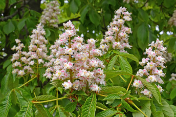 Flowering of horse chestnut (Aesculus hippocastanum L.) - 424278667