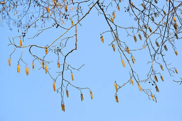 Flowering black alder (Alnus glutinosa (L.) Gaertn.) On the background of the sky. Spring