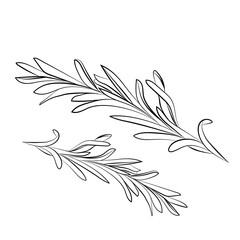 rosemary hand drawing icon isolated on white background. Vector