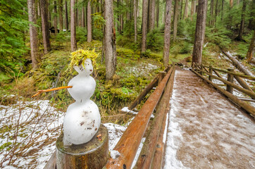 Fototapeta premium Fragment of Soleduck trail in Olympics park, Washington, USA