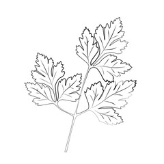 parsley hand drawing icon isolated on white background. Vector