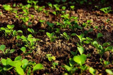 young shoots of sugar beet