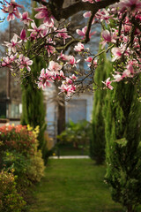 Fototapeta na wymiar Blooming magnolias in the old quarters of Strasbourg, warm sunny spring.
