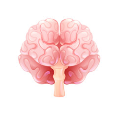 Human brain in front view. Vector illustration