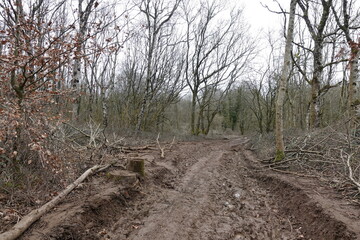 muddy path in the forest