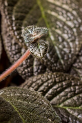 Close up dark green plant leaves with some textures in a house 