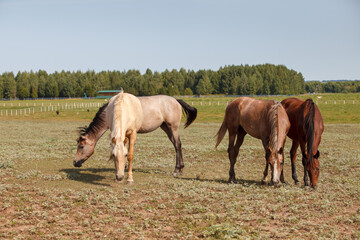 Horses grazing in the pasture at a horse farm