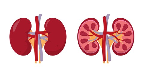 Human kidneys anatomy inside and outside.